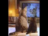 pochette album 11. 6. 45