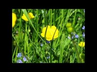 pochette album The dance is over