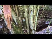 pochette album Box of stones