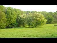 pochette album Feathers, bones and shells