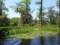 pochette album Love can do