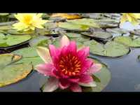 pochette album Gift of love