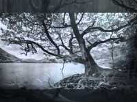 pochette album Bitter fruit