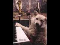 pochette album Cross to bear