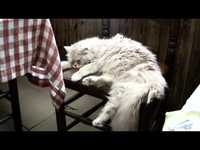 pochette album Because of toledo