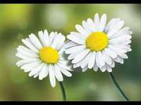 pochette album Laß uns nicht von sex reden