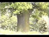 pochette album Dizzy