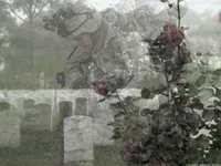 pochette album American blood