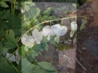 pochette album He's got the whole world in his hands