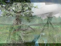 pochette album Tall oak tree