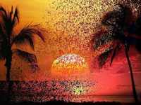 pochette album Morning comes