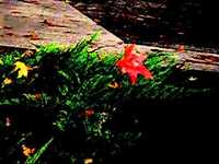 pochette album Señor