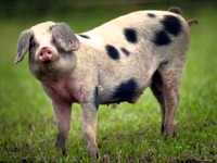 pochette album The spotted pig