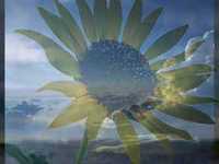 pochette album Armageddon