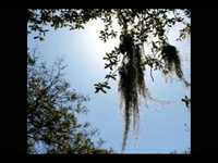 pochette album The wrong man