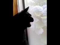 pochette album Are you lonesome tonight?