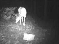 pochette album Cautious