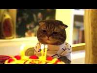 pochette album Old blue sweater