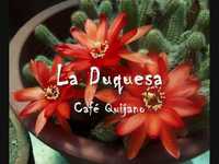 pochette album La duquesa