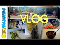 pochette album Disaster