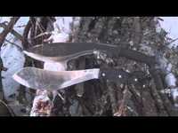 pochette album Hoodlum