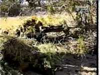 pochette album E.l.i.t.e.