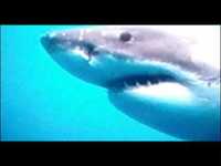 pochette album Sure shot