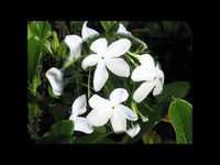 pochette album Jazmin