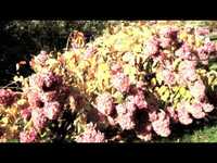 pochette album Soixante