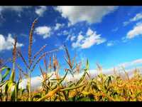 pochette album She's alright