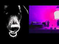 pochette album Black dog