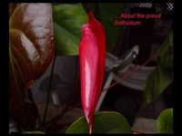 pochette album Fairy queen