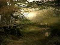 pochette album Lish young buy-a-broom