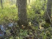 pochette album Home in my heart