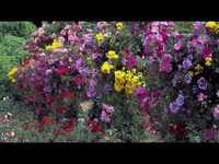 pochette album Handle my heart with love