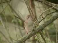 pochette album Nightingale