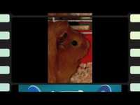 pochette album Screen test