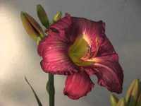 pochette album Do magnolia do