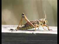 pochette album Cricket on a line