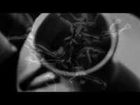 pochette album Hollywood cemetary