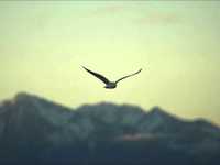 pochette album Southern seagull