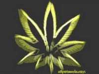 pochette album Roll somethin