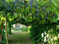 pochette album Fegyverszünet