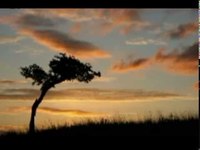 pochette album Dove ti porta il cuore