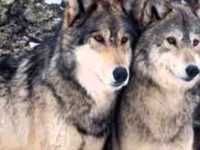 pochette album Avec les loups