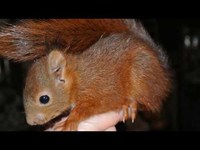 pochette album Je voudrais te dire