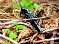 pochette album I need words