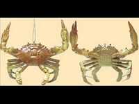 pochette album Crabs for christmas