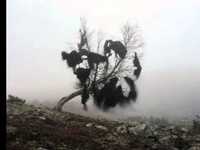 pochette album Ghosts