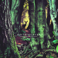 pochette album The department of dead letters